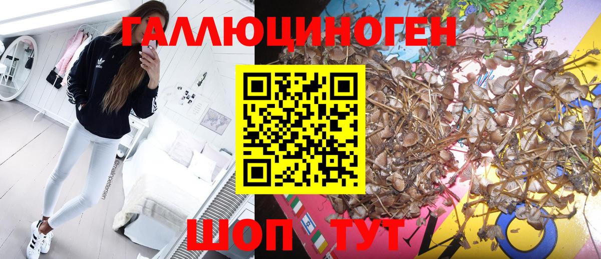 Псилоцибиновые грибы Psilocybine cubensis  Вход с VPN  Псилоцибиновые грибы мицелий  Москва 